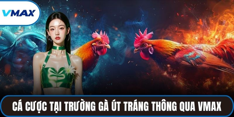 Cá cược tại trường gà Út Tráng thông qua nhà cái VMAX