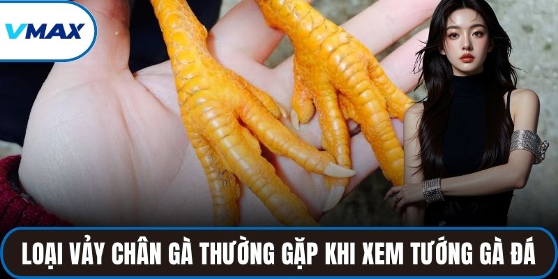 Các loại vảy chân gà thường gặp khi xem tướng gà đá