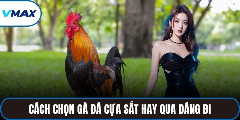 Cách chọn gà đá cựa sắt hay qua dáng đi