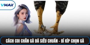 cách coi chân gà đá
