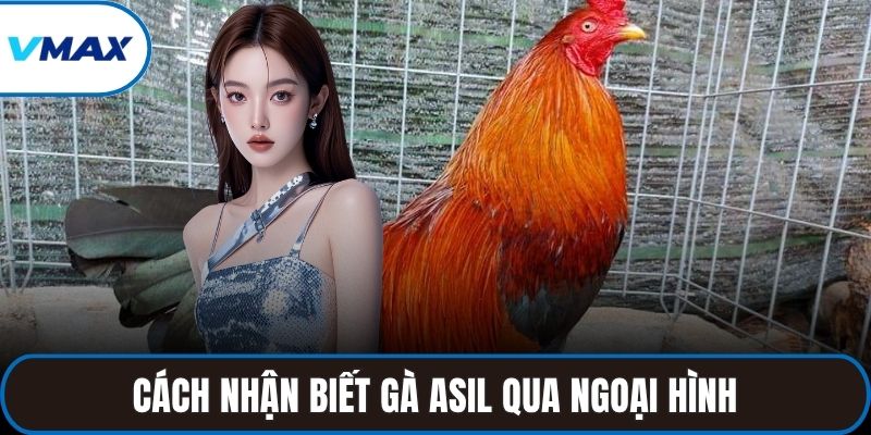 Cách nhận biết gà asil qua ngoại hình cơ bắp, cổ ngắn chắc khỏe