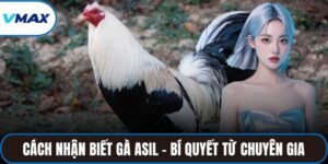 cách nhận biết gà asil