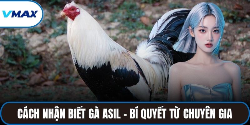 cách nhận biết gà asil