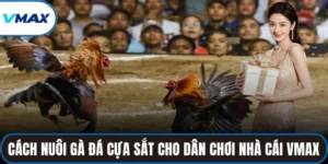 cách nuôi gà đá cựa sắt