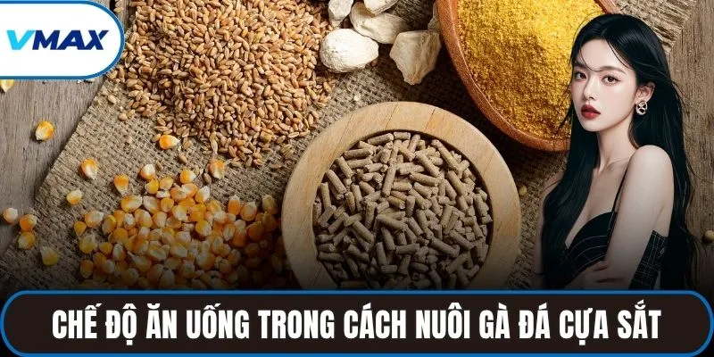 Chế độ ăn uống quan trọng trong cách nuôi gà đá cựa sắt