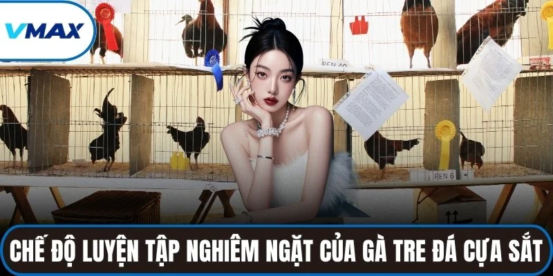 Chế độ luyện tập nghiêm ngặt của gà tre đá cựa sắt