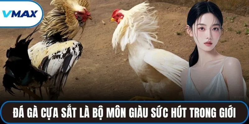 Đá gà cựa sắt là bộ môn giàu sức hút trong giới