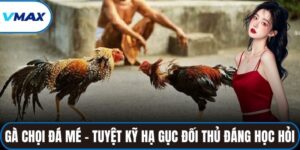 gà chọi đá mé
