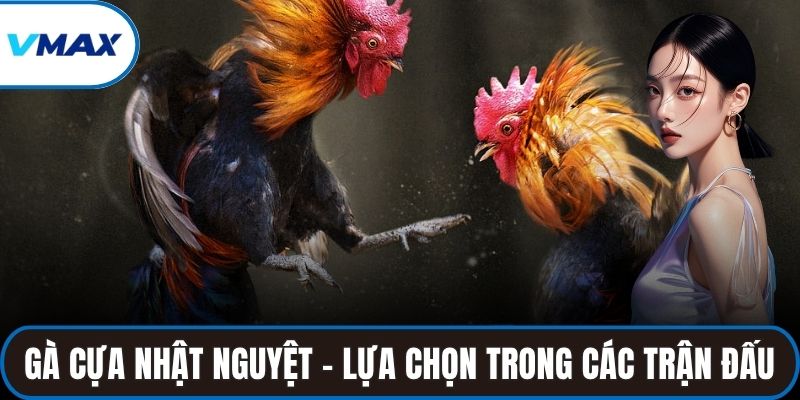 Gà cựa nhật nguyệt là lựa chọn số một trong các trận đấu đỉnh cao