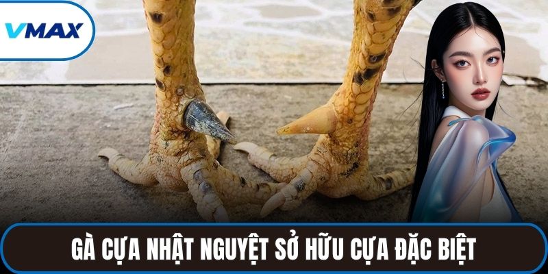 Gà cựa nhật nguyệt sở hữu cựa đặc biệt