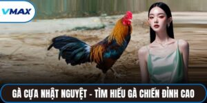 gà cựa nhật nguyệt