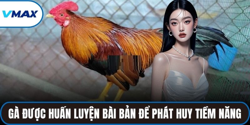 Gà được huấn luyện bài bản để phát huy tiềm năng chiến đấu