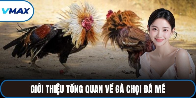 Giới thiệu tổng quan về gà chọi đá mé