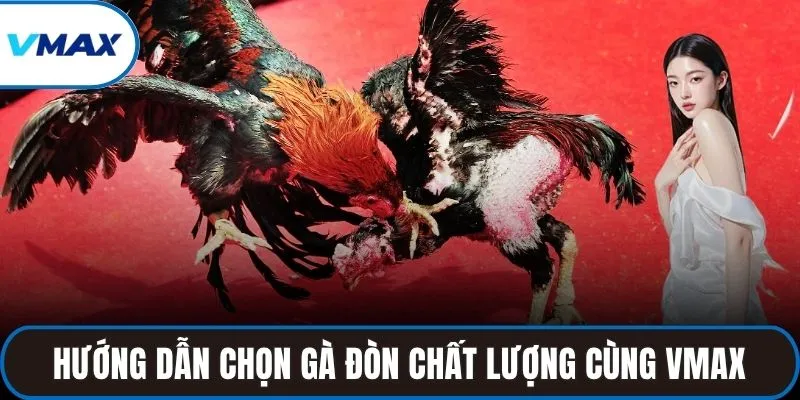 Hướng dẫn chọn gà đòn chất lượng cùng VMAX