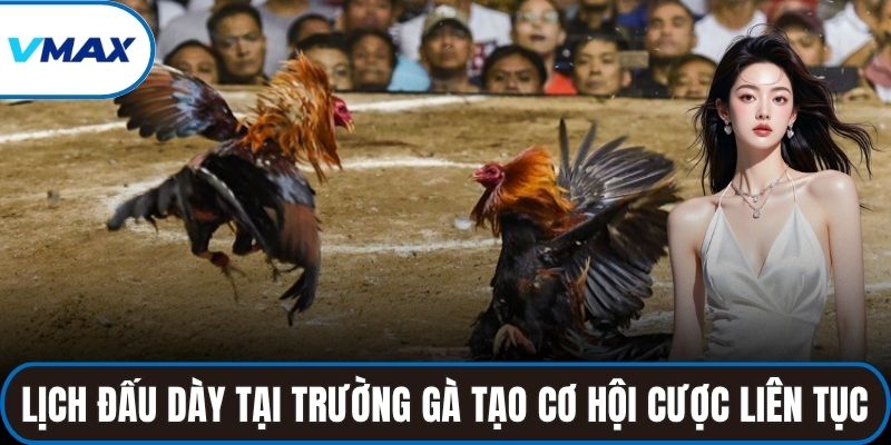 Lịch đấu dày đặc tại trường gà tạo cơ hội cá cược liên tục