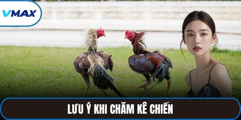 Lưu ý khi chăm kê chiến