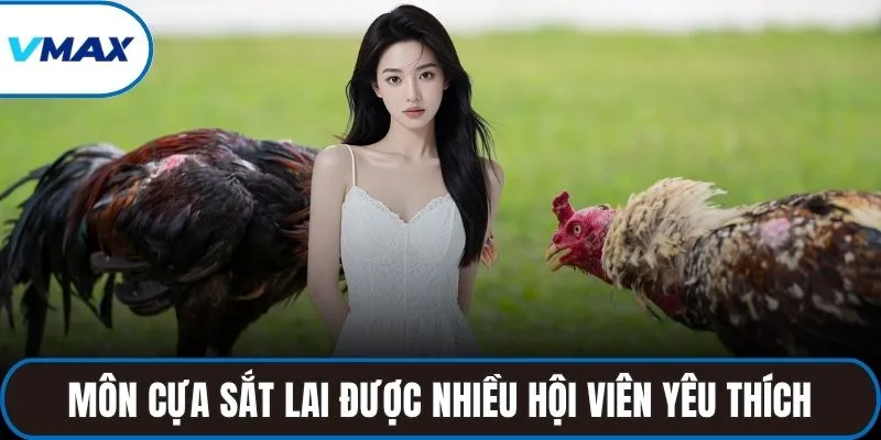 Môn cựa sắt lai được nhiều hội viên yêu thích