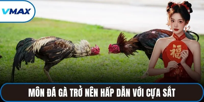 Môn đá gà trở nên hấp dẫn với cựa sắt