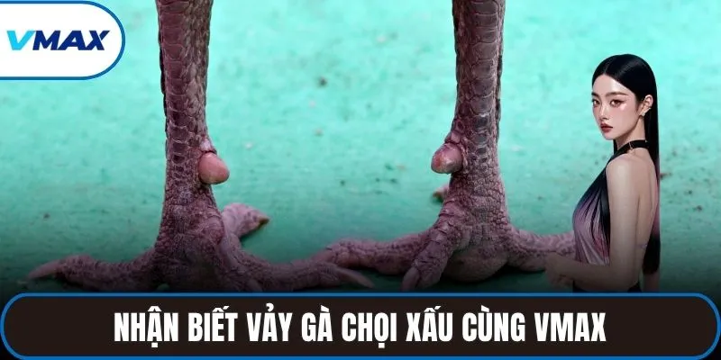 vảy gà chọi xấu