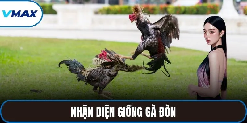Nhận diện giống gà đòn
