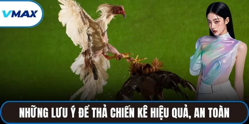 Những lưu ý để thả chiến kê hiệu quả, an toàn