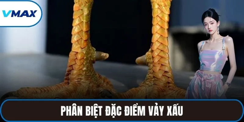 Phân biệt đặc điểm vảy xấu