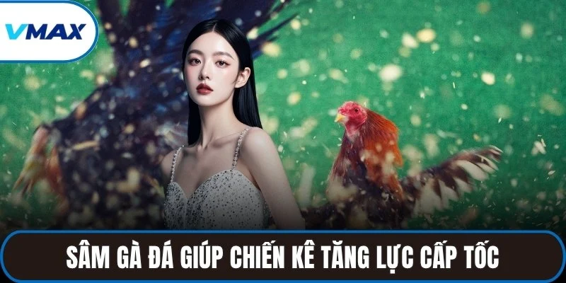 Sâm gà đá giúp chiến kê tăng lực cấp tốc