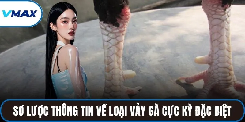 Sơ lược thông tin về loại vảy gà cực kỳ đặc biệt