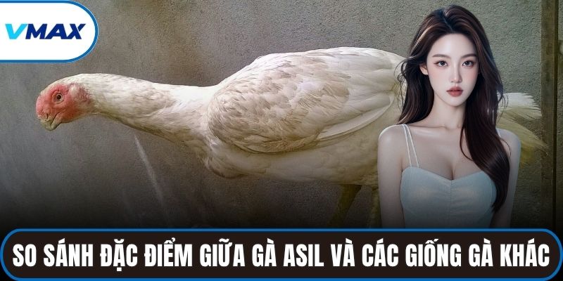 So sánh đặc điểm giữa gà Asil và các giống gà chọi phổ biến khác