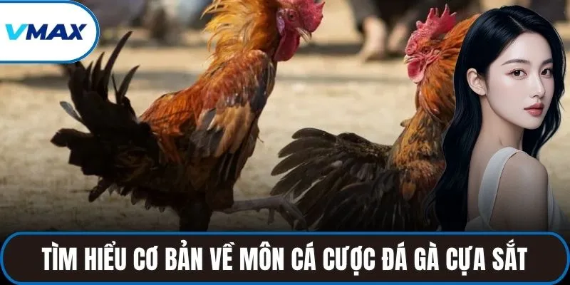 Tìm hiểu cơ bản về môn cá cược đá gà cựa sắt