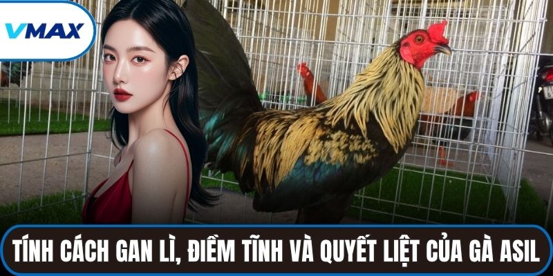 Tính cách gan lì, điềm tĩnh và quyết liệt của gà Asil khi thi đấu