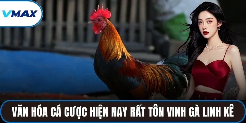 Văn hóa cá cược hiện nay rất tôn vinh gà linh kê
