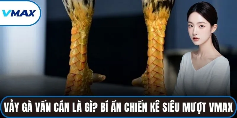 vảy gà vấn cán