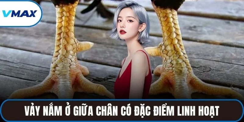 Vảy nắm ở giữa chân có đặc điểm linh hoạt