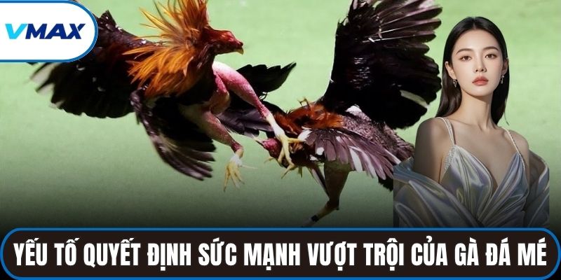 Yếu tố quyết định sức mạnh vượt trội của gà đá mé